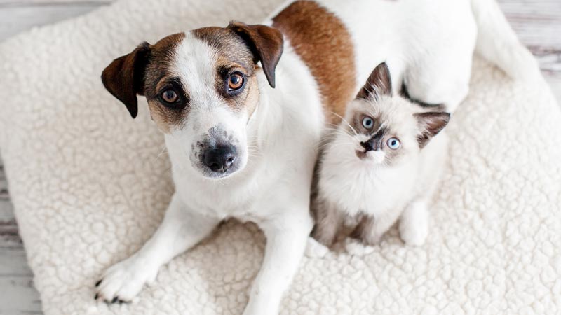 Cão e gato domésticos vistos de cima deitados sobre uma manta branca